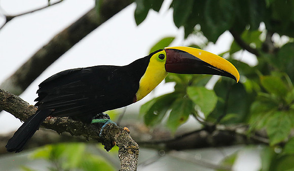 Black-mandibled toucan