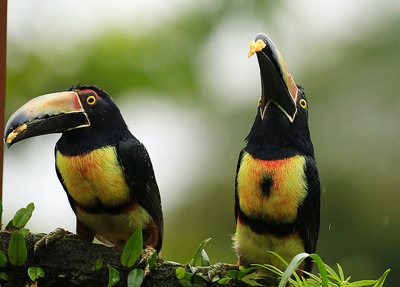 Collared aracari