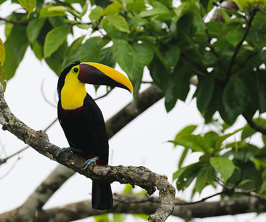 Black-mandibled toucan