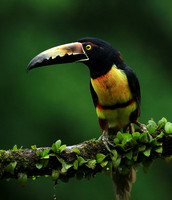 Collared aracari
