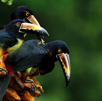 Collared aracari