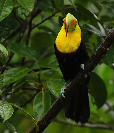 Kell-billed toucan