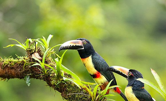 Collared aracari