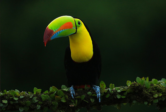Kell-billed toucan