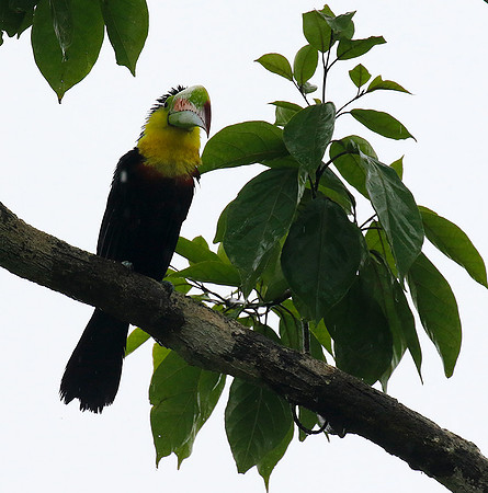 Kell-billed toucan