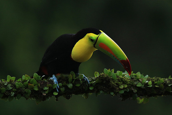 Kell-billed toucan