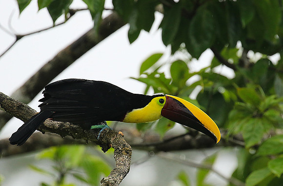 Black-mandibled toucan
