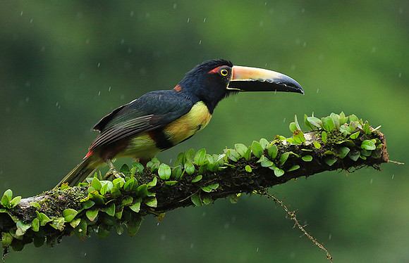 Collared aracari