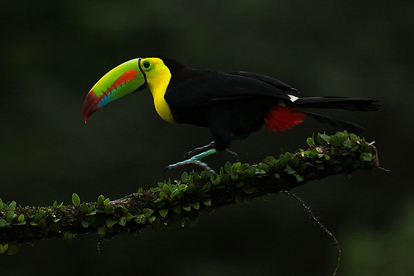 Kell-billed toucan