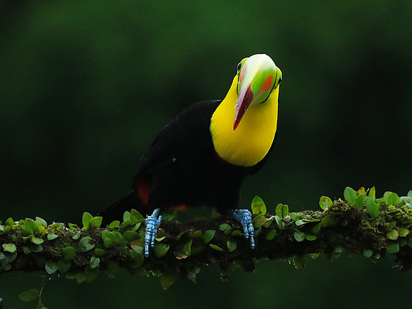Kell-billed toucan