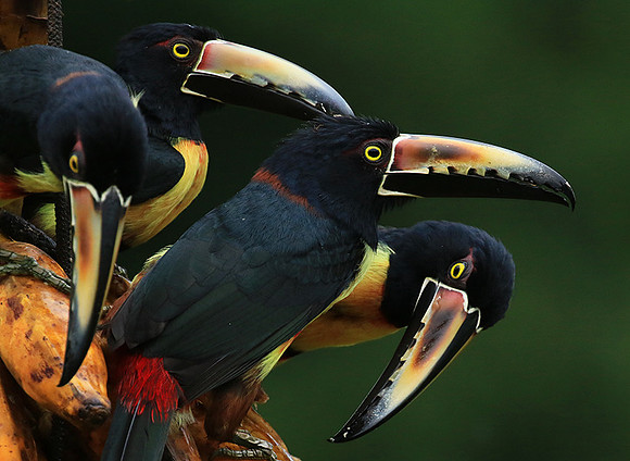 Collared aracari