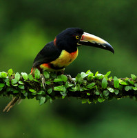 Collared aracari