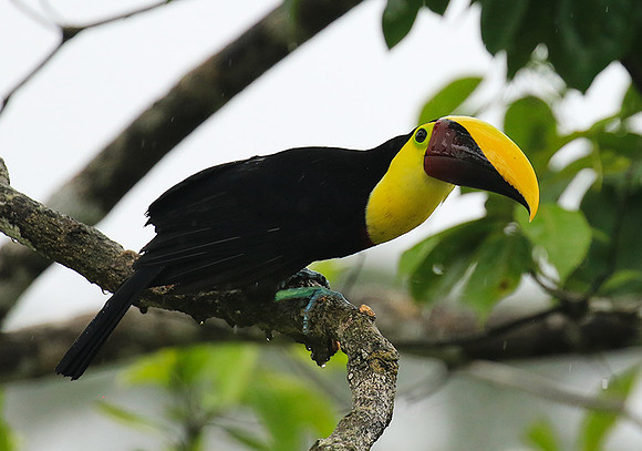 Black-mandibled toucan