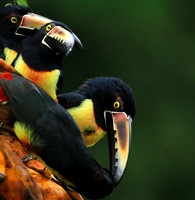 Collared aracari