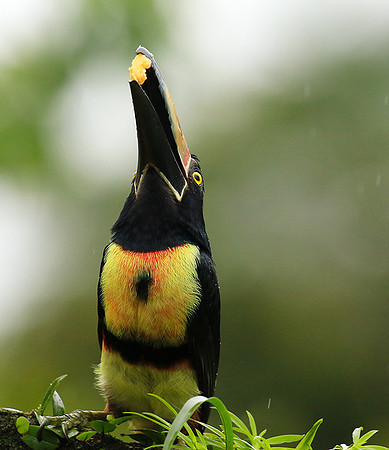 Collared aracari