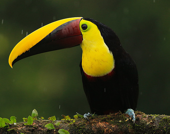 Black-mandibled toucan