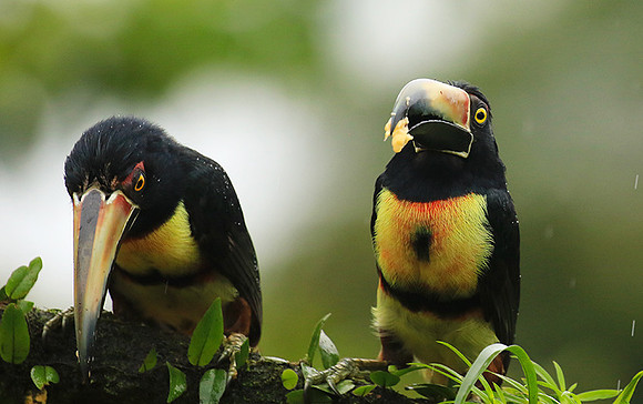 Collared aracari
