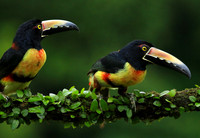 Collared aracari