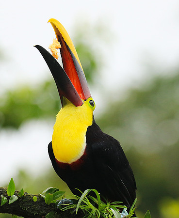 Black-mandibled toucan