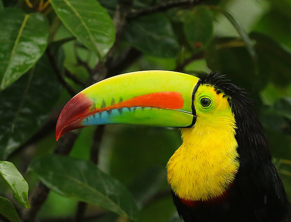 Kell-billed toucan