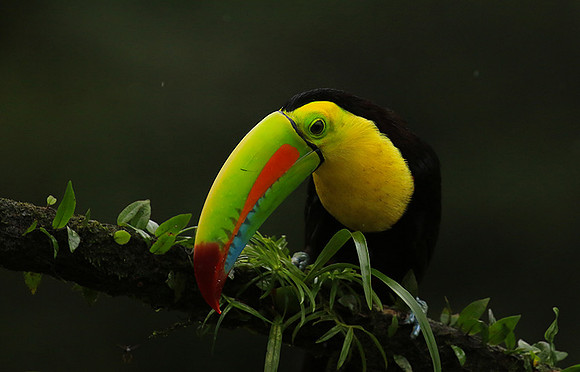 Kell-billed toucan
