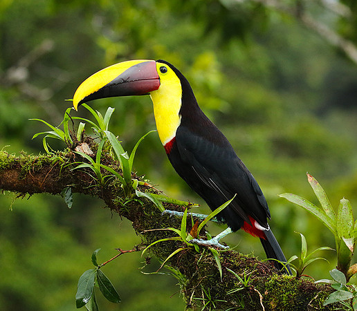 Black mandibled toucan