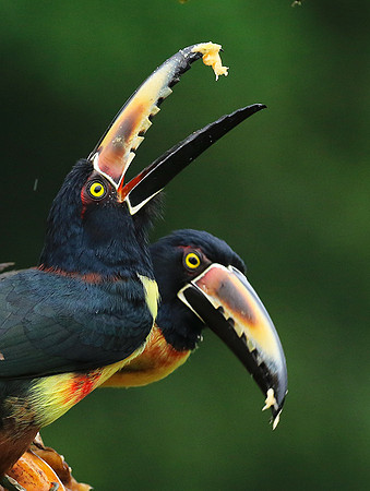 Collared aracari