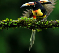 Collared aracari