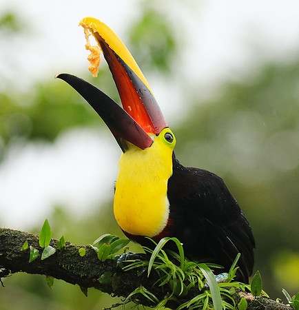 Black-mandibled toucan