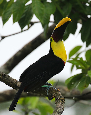 Black-mandibled toucan