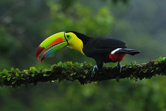 Kell-billed toucan