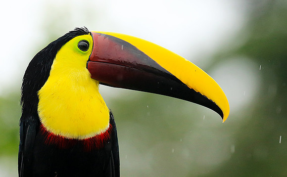 Black-mandibled toucan