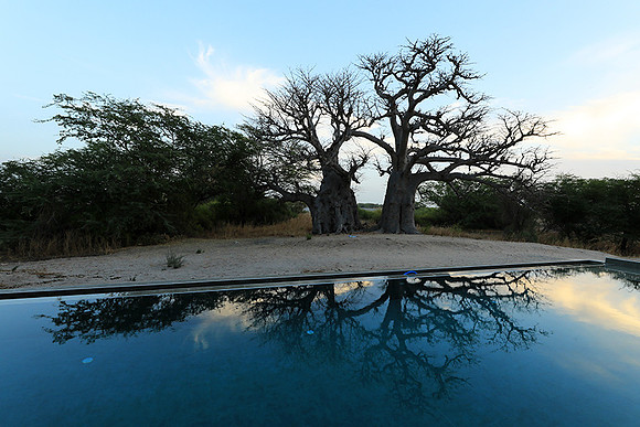 Baobab reflection