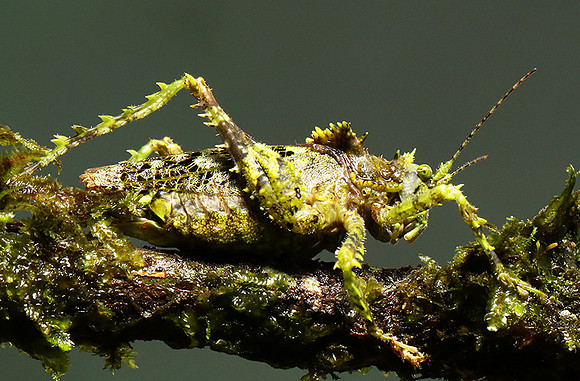 Messy katydiot - Costa Rica