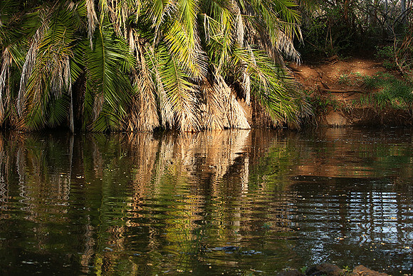 Reflection in a river - Meru National Park - Kenya
