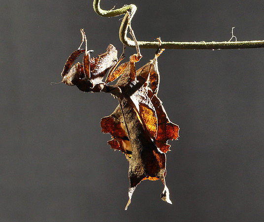 Leaf mantis acanthopid - Costa Rica