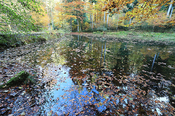 Etang Framboise - France