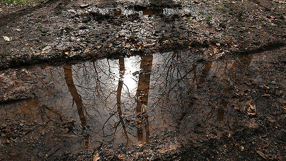 France : in the forest