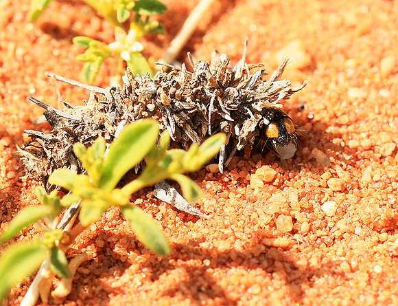 In South Africa - Namaqualand