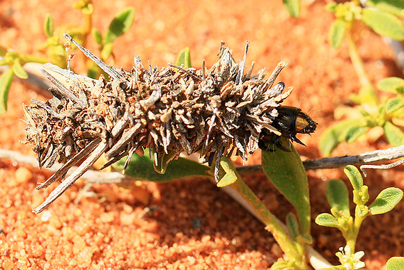 In South Africa - Namaqualand