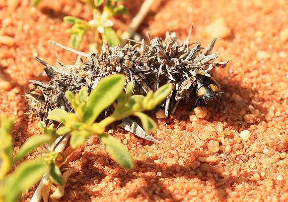 In South Africa - Namaqualand