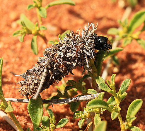 In South Africa - Namaqualand