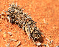 In South Africa - Namaqualand