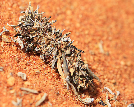 In South Africa - Namaqualand