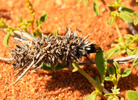 South Africa