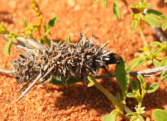 South Africa