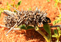 In South Africa - Namaqualand