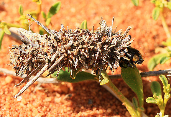 In South Africa - Namaqualand