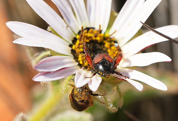 Bugs - South Africa