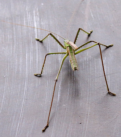 Insect in South Africa
